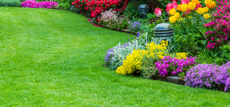 Lawn and Turf Maintenance in Burnham on Sea, Weston Super Mare and Bridgwater