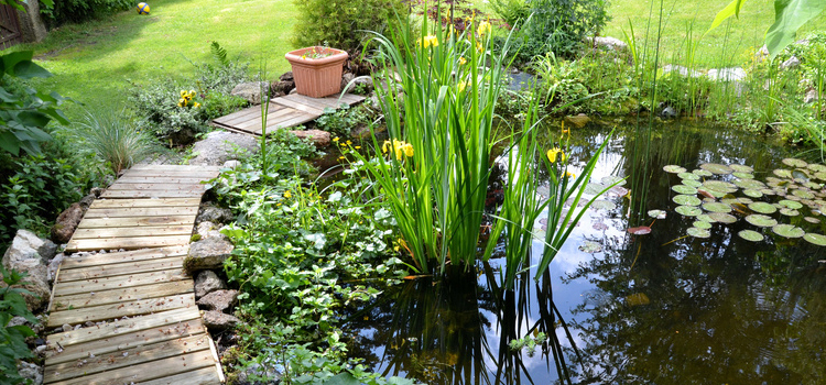 Fish and Garden Ponds in Burnham on Sea, Weston Super Mare and Bridgwater